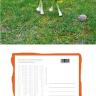 Postkarte Reto Tisch